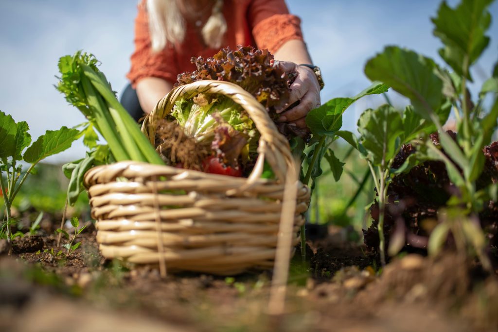 Seasonal Gardening - Harvesting veg