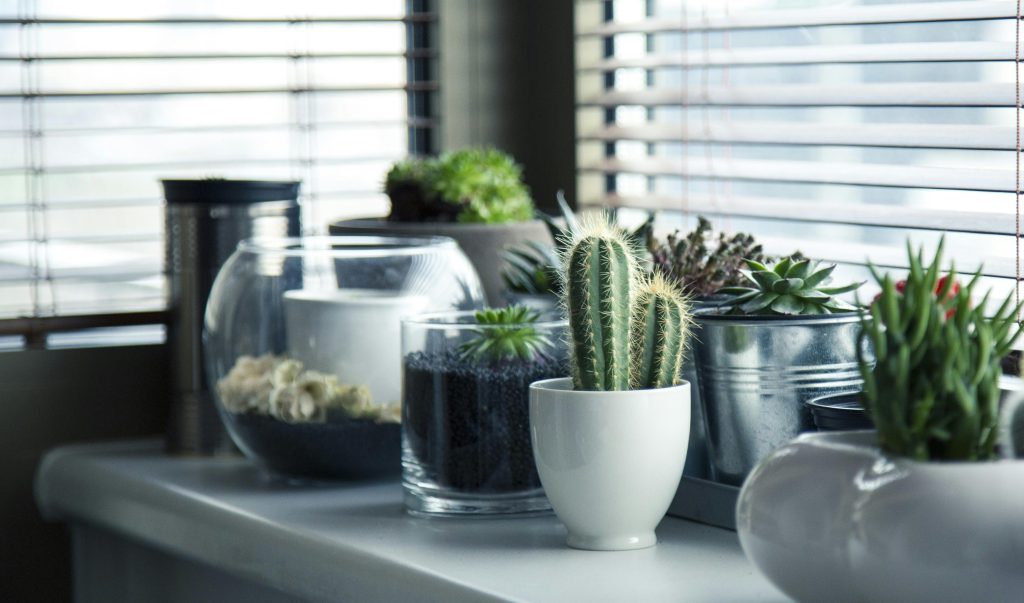 Indoor Plants - cacti