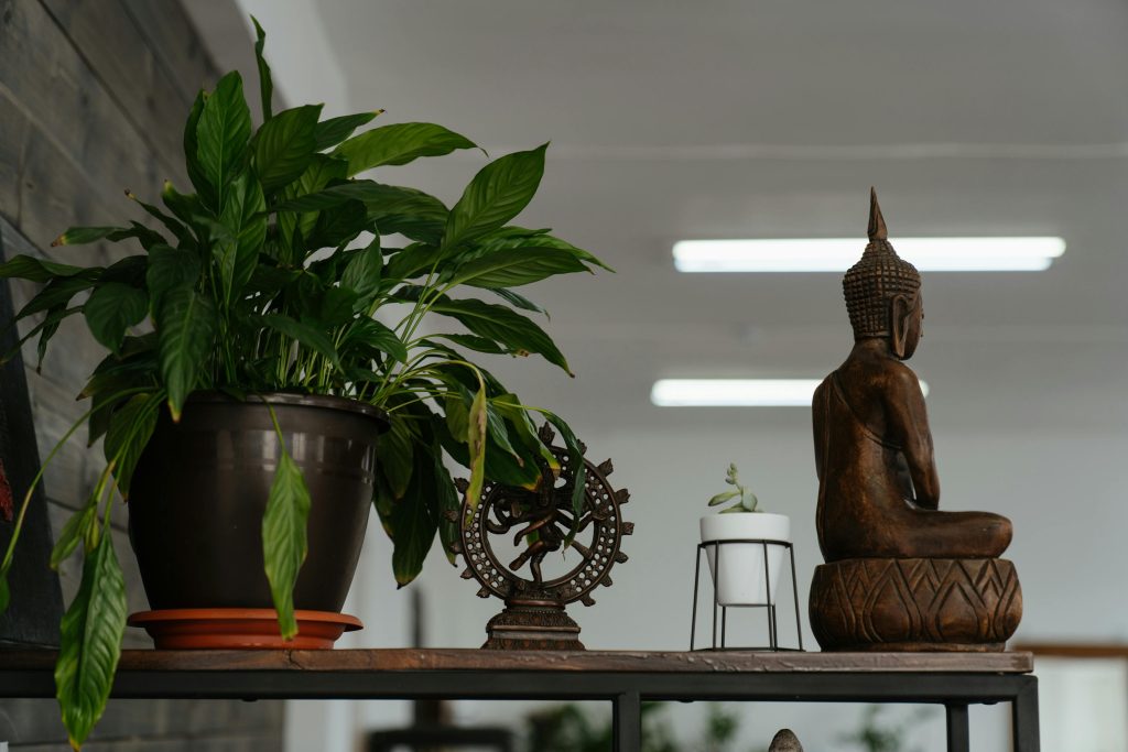 Indoor Plants - peace lily