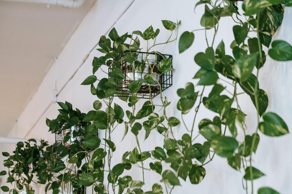 Indoor Plants - pothos